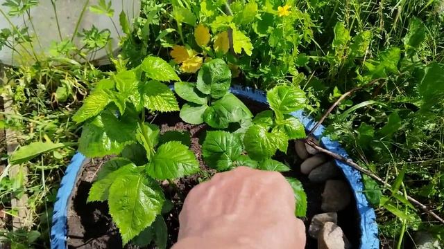 Обзор моего участка в июне месяце. Укрываю ягодные грядки от птиц. Зажрала тля.
