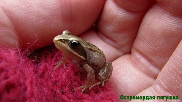 Взгляды дикой природы в фотографиях