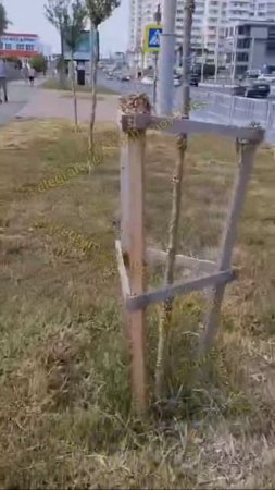 Жителей Новороссийска встревожили стада улиток на деревьях и столбах