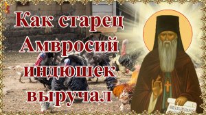 Как старец Амвросий индюшек выручал.