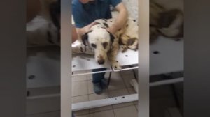 Очень нужна помощь собачке