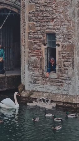 Лебеди звонят в колокольчик, чтобы заказать еду 🦢 
Город Уэллс, Англия.