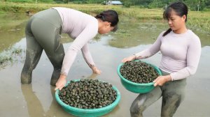 Harvesting A Lot Of Snails After Rice Crop Go To Countryside Market Sell.