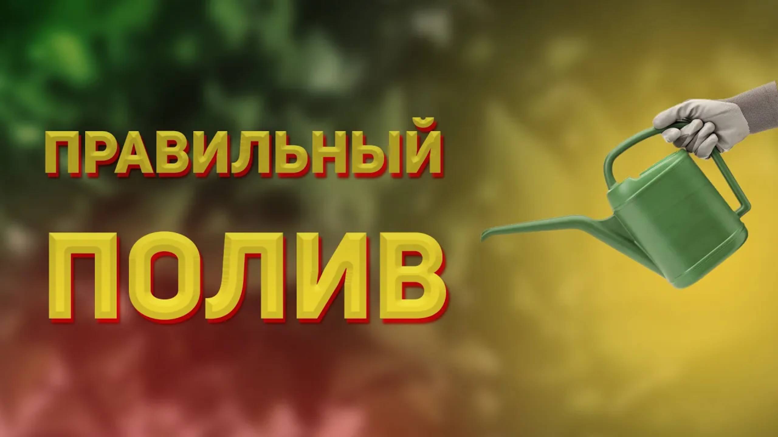 Правильный полив саженцев цитрусовых на трифолиате