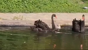 В Омском зоопарке у черных лебедей,у Кая и Герды,появилось потомство.