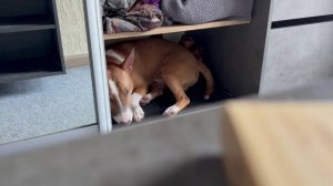 Очарование минибультерьера Торика в повседневной жизни