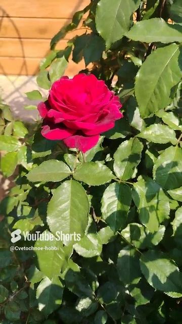Роза 🌹 Адмирал #rose #розы #flowers #garden #music