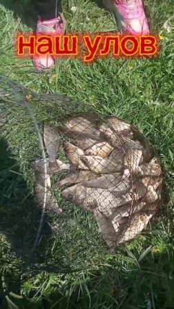наш улов