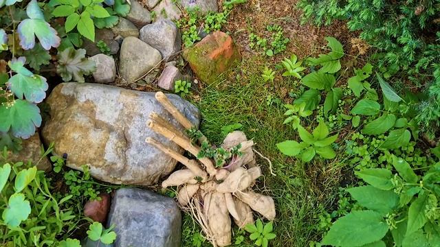 Начали разборку в дубае. Что цветёт в моём саду в июне. Убрала редиску