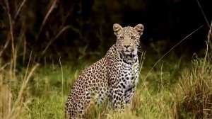 Природная жизнь животных