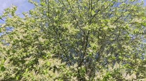 Расцветали черёмухи и груши