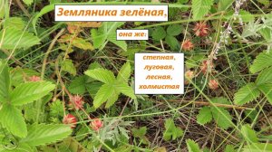 Дикая земляника зелёная - полуница - спеет. Ростовская область, северо-запад, 17.06.2025