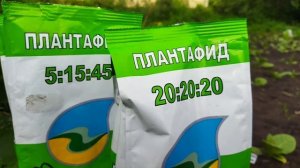 Подкормка табака. ПЛАНТАФИД.(Видео ПРОШЛОГО ГОДА 14.06.2024Г).