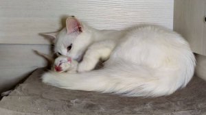 Мама-кошка, не оставляй котенка одного. Котенок мяукает. День седьмой.