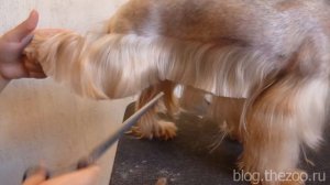 15 стрижем лапы, хвост, юбку