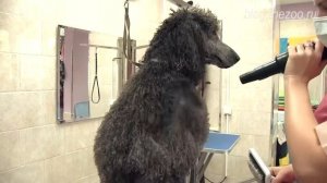 Груминг пуделя, стрижка большого (королевского) пуделя, стрижка пуделя под льва