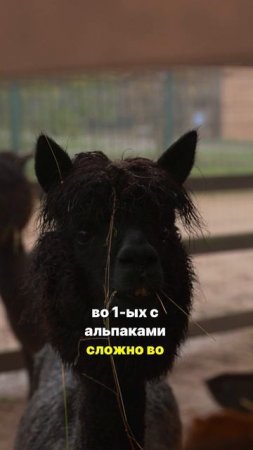 Торговля ЖИВОТНЫМИ - это как торговля ЛЮДЬМИ!...