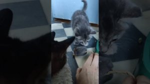 Птичка из голубятни. продолжение.