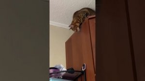 Спрыгнет или нет? Бенгальская кошка Леопарда