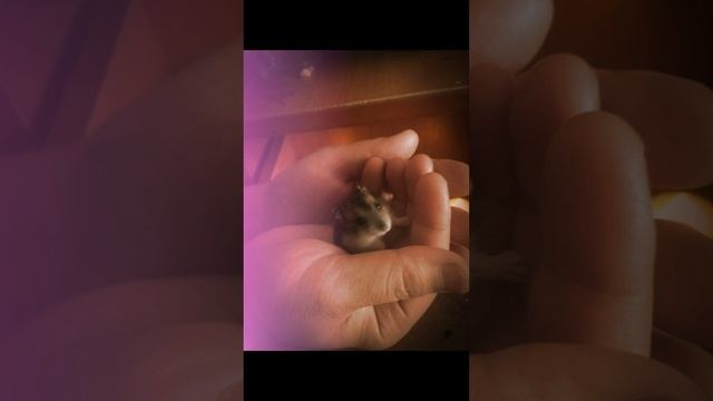 16.16.2021г хомячки история ,свечки--- 3