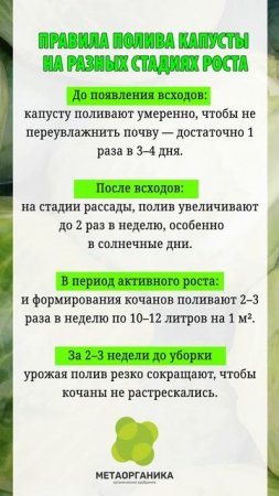 Правила полива капусты на разных стадиях роста