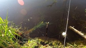 За карасями на пруд.