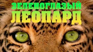 Зеленоглазый леопард / Jade Eyed Leopard | NAT Geo
