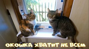 Наши коты и кошки поехали отдыхать на дачу)
