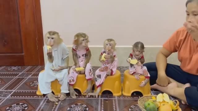 Обезьянки 4 малышки задиры стонут пищат Маму ждут Весело фрукты едят _ __ ФОНД ВИДЕО __ _ Дзен