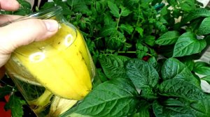 РАССАДА ВЫРОСЛА ЗА НОЧЬ! Секретная подкормка для мощных стеблей и корней