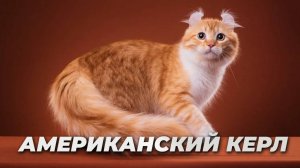 Американский керл
