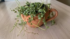 №74 Обзор пеперомии Прострата через 4месяца после пересадки.