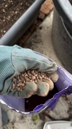 💐🌿 Колеусы - Цветной Карнавал в Вашем Саду