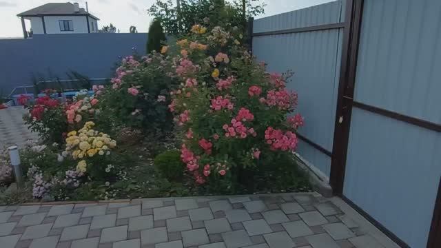 Прогулка по саду после дождей.
