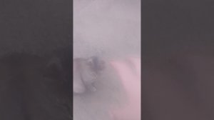 енот 2 серия