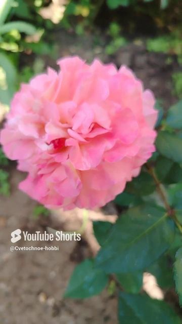 Роза Августа Луиза #rose #розы #flowers #природныепейзажи #garden #сад