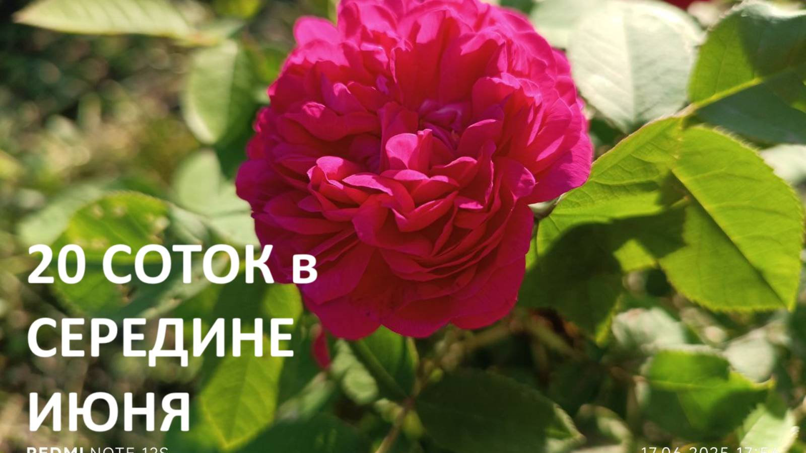 20 деревенских соток в середине июня//обзор огорода и теплицы.