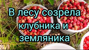 Мы🌲в🌳лесу🌿🍓 #красотаприроды #лес #прогулка #клубника