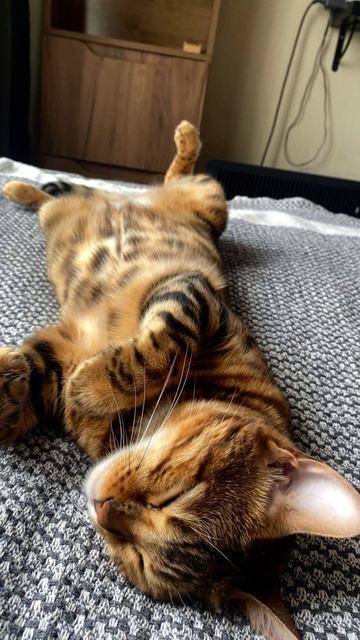 Бенгальская кошка Леопарда #забавныекоты