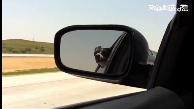 Негодование по поводу навыков водителей