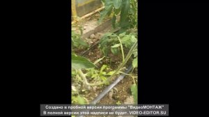 Удаление пасынков, как Батя научил.