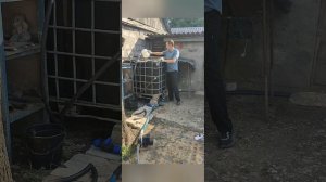 Полив саженцев винограда с удобрением.