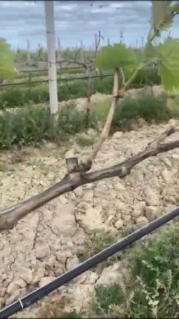 Зачем нужно удалять зеленые побеги винограда