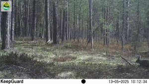 Заяц-беляк в заповеднике "Кивач". 13.05.2025.