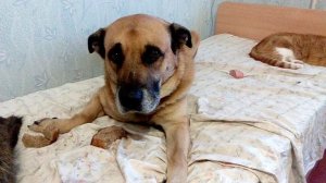 13.07.2017 г Мой прекрасный Хвостик.