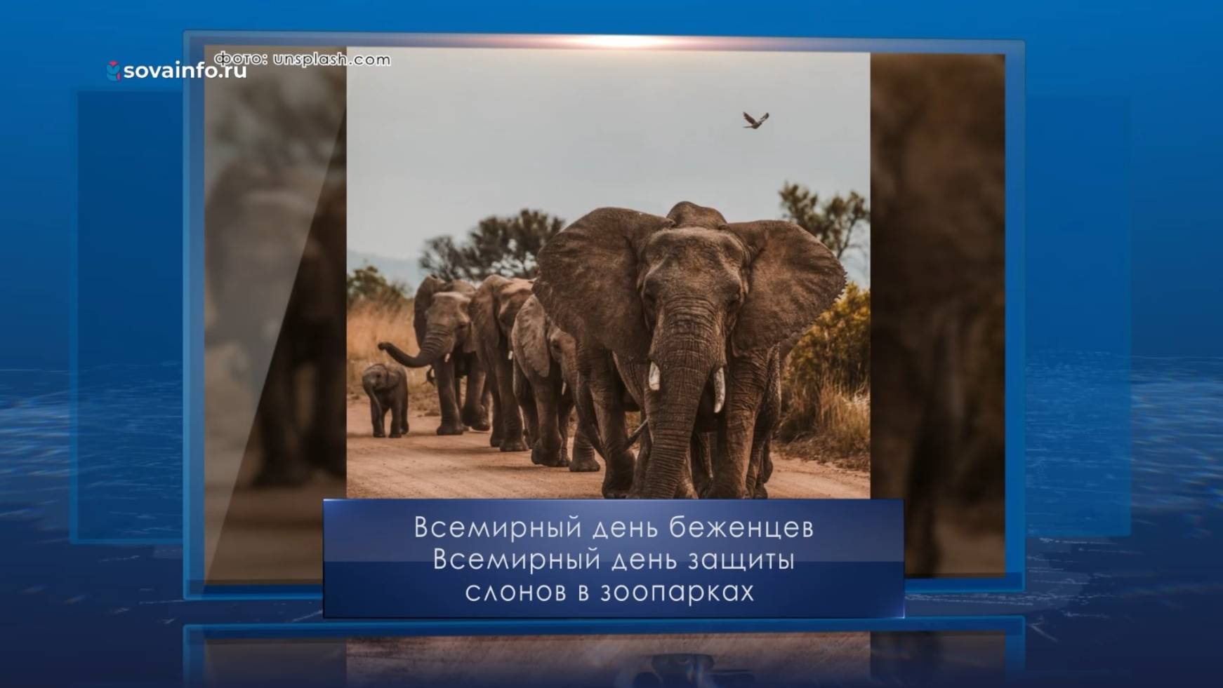 Всемирный день защиты слонов в зоопарках. Календарь Губернии от 20 июня