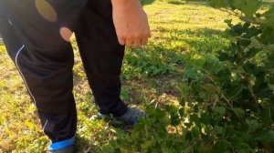 На даче! Жарим шашлыки, собираем смородину, скучаем по Анапе!