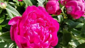 Пион 'Феликс Крусс' (Paeonia Felix Crousse) в нашем саду 2025