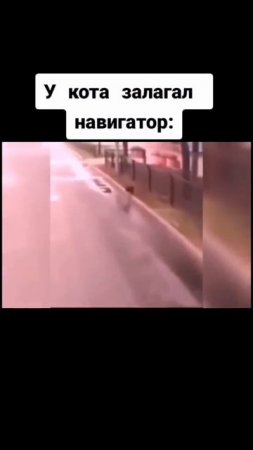 У кота сломался навигатор