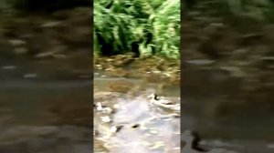 Утиные истории на Красносельском пруду во Владимире